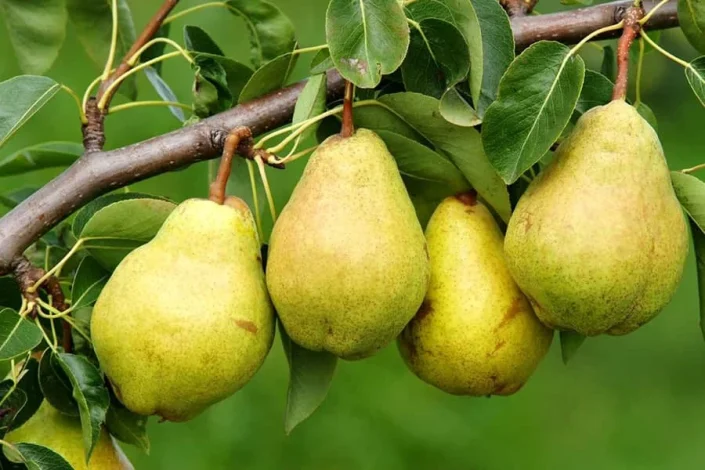 علمی