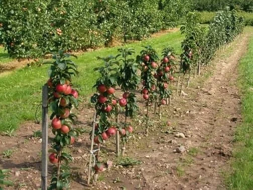 عمومی
