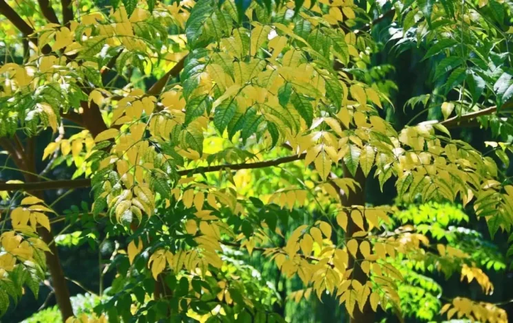 عمومی