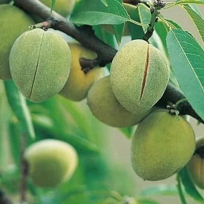 عمومی