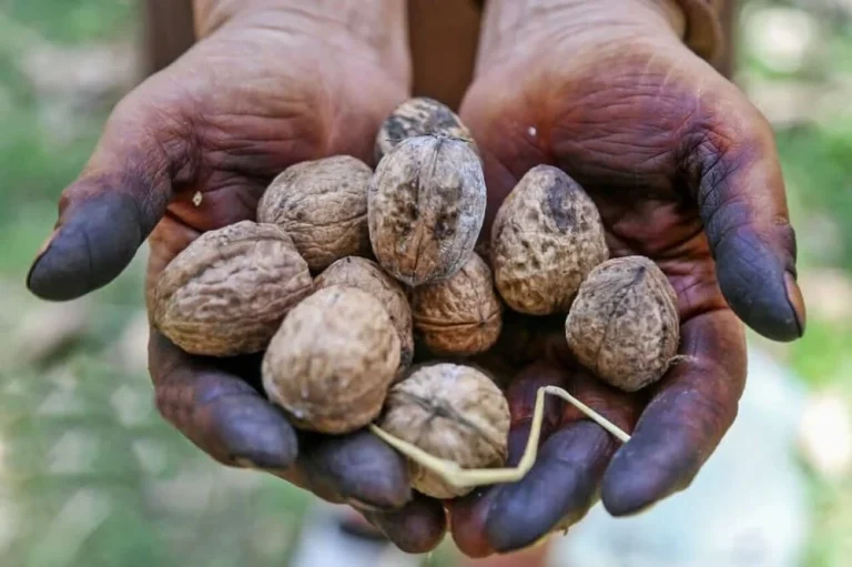 عمومی جلوگیری از سیاه شدن دست با پوست گردو
