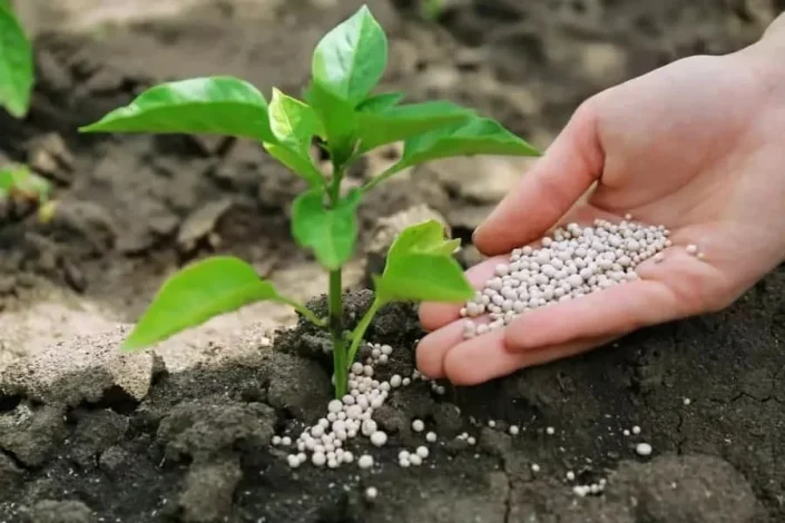 عمومی