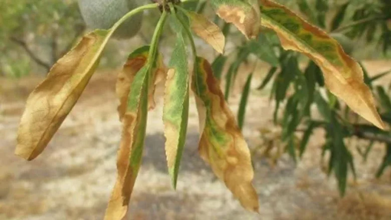 عمومی