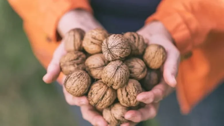 عمومی
