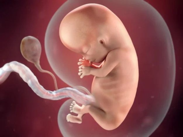 The size and weight of the seven-month fetus