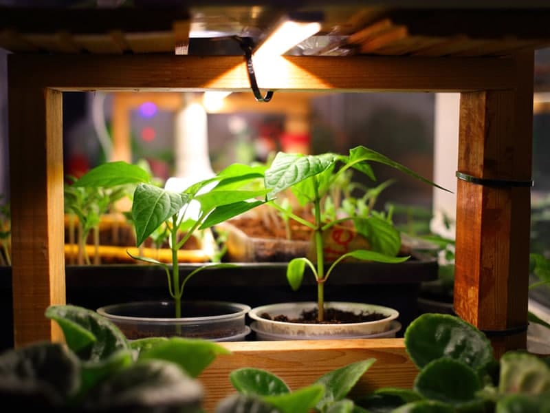 بهترین رنگ نور برای رشد گیاه | چند ساعت نور مصنوعی برای گیاه