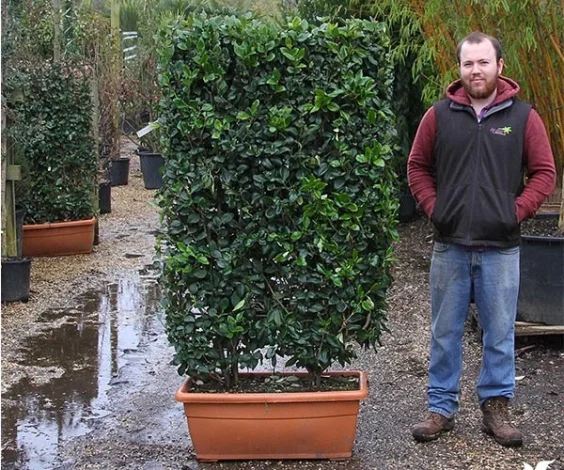 Dutch jasmine cutting time