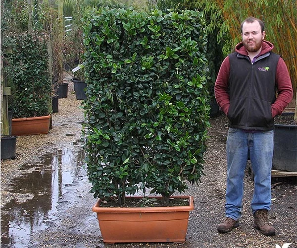 Dutch jasmine cutting time