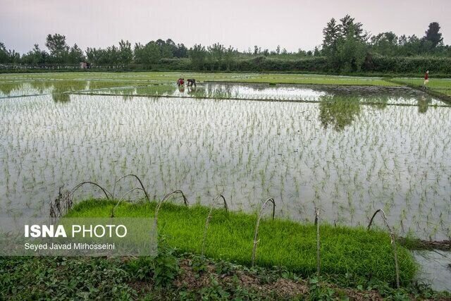 استقبال شالیکاران بندرانزلی از تولید محصول سالم برنج