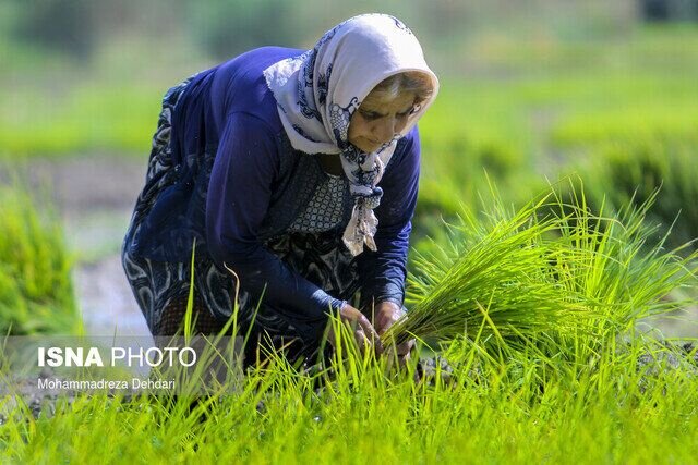 استقبال شالیکاران بندرانزلی از تولید محصول سالم برنج