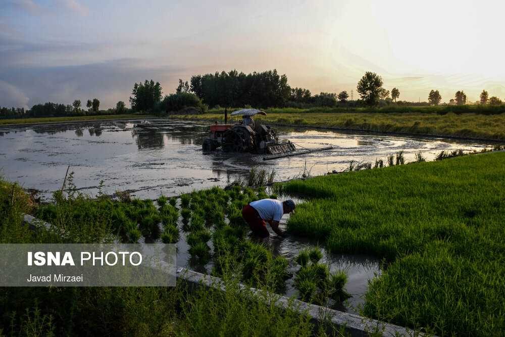 کشاورزی